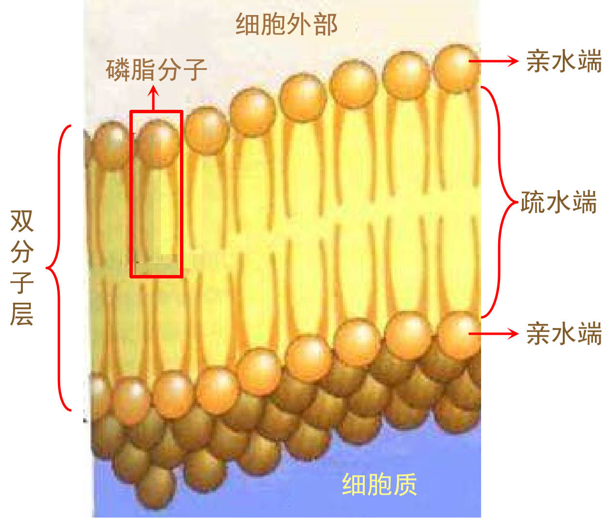 超分子简介